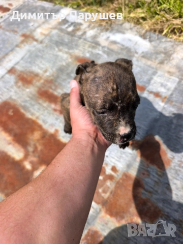 Малки потбулчета , снимка 8 - Питбул - 54251823