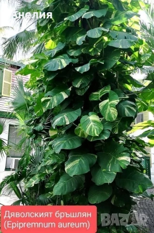 Листа двуцветни тропическа екзотика (Epipremnum aureum), снимка 2 - Стайни растения - 55044155