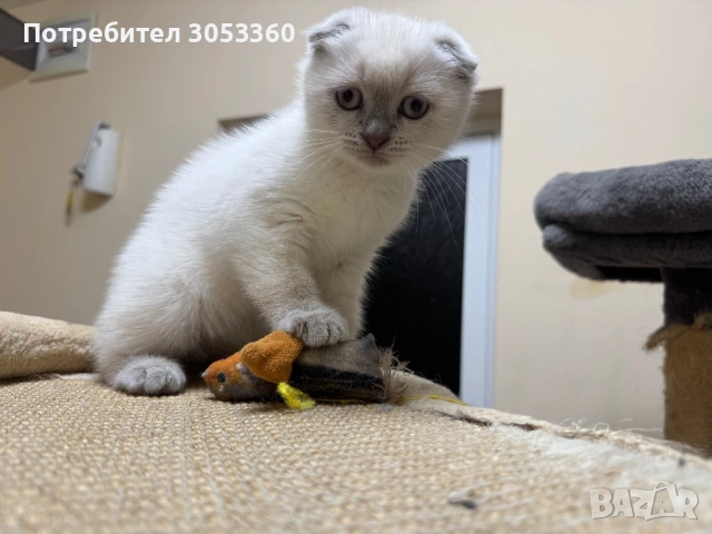 Шотландски късокосмести котенца