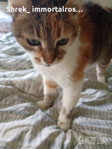 Коте търси дом, снимка 2 - Други - 54485055