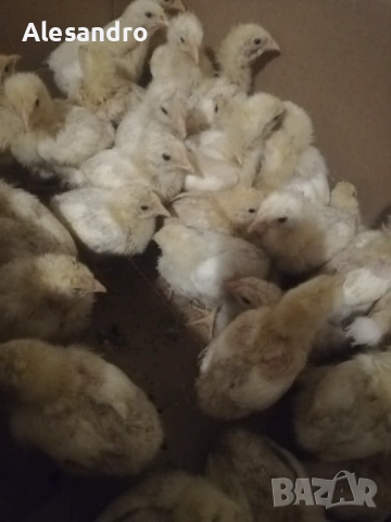 Пилета общоползвателни и бройлерчета, снимка 3 - Кокошки и пуйки - 54164895