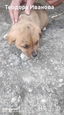Подарявам малки кученца на 40 дни , снимка 12 - Други - 54342321