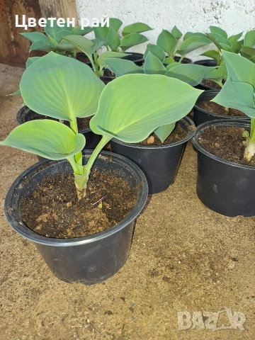 Два вида хоста , снимка 5 - Градински цветя и растения - 54323661