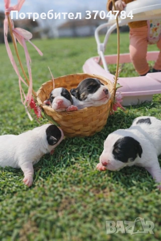 Продавам джак - ръселчета , снимка 2 - Джак ръсел териер - 53978143