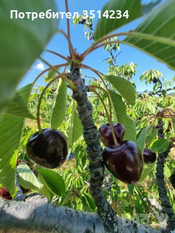 Продавам кюстендилски бели и червени череши, снимка 4 - Домашни продукти - 55151512