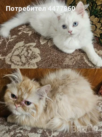 Персийски котенца 