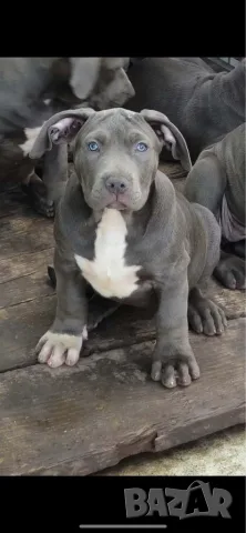 ТОП Американско були хл American bully xl ABKC