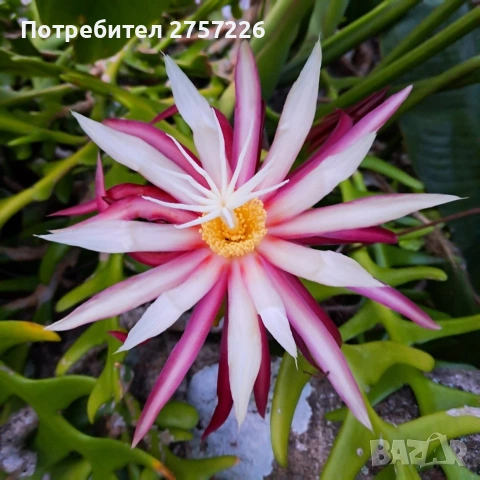 Selenicereus anthonyanus