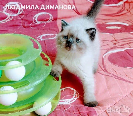 Шотландско мъжко Скоттиш Страйт , снимка 5 - Британска късокосместа - 54371287