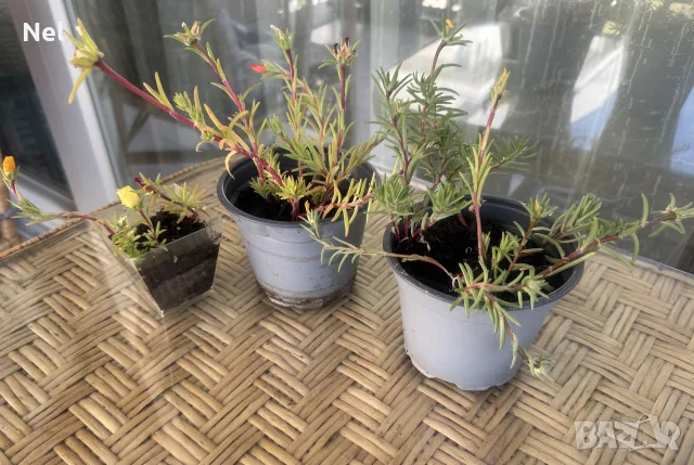 Цветя различни видове 1.50€-10€, снимка 7 - Стайни растения - 54181625