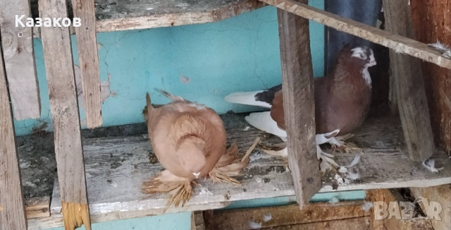 Продавам Узбекски, снимка 2 - Гълъби - 54282063