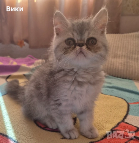 Момче късокосместо персиец