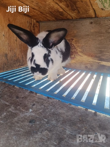 Продавам два мъжки заека. Мелези на 3 месеца и половина , снимка 2 - Други - 54133569