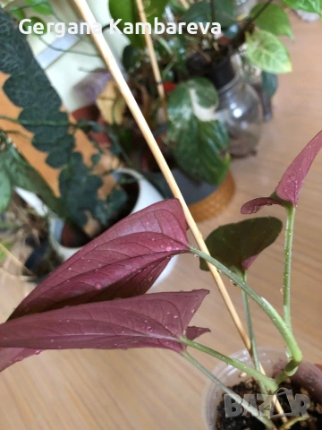 Syngonium Llano carti road , снимка 2 - Стайни растения - 55071944