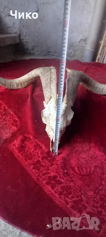 Голям ловен трофей с рога и череп, снимка 6 - Антикварни и старинни предмети - 55557807