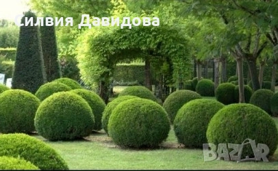 Чемшир 