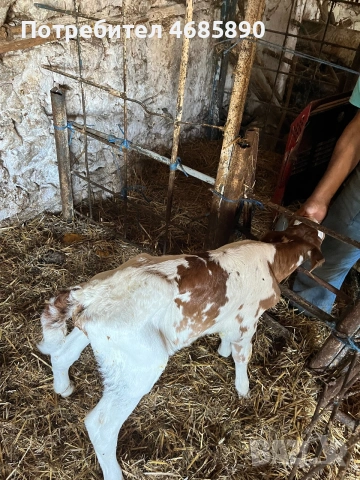 Продавам бозайници Абърдийн и шарено 