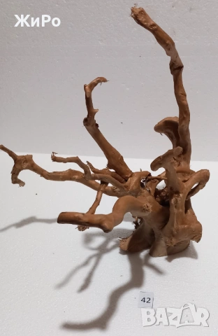 Корен от Азалия /декорация/ 42, снимка 3 - Други - 54102042