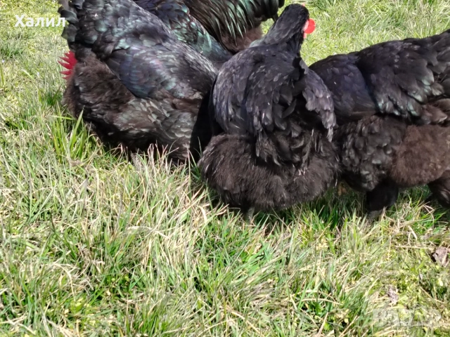 Разплодни яйца за люпене от кок, снимка 2 - други­ - 54272095