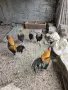 декоративни кокошки шабо , снимка 3