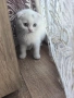 малки  британчета, снимка 2