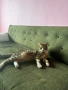 Мъжко коте, снимка 4
