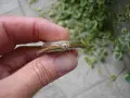 КОЛЕКЦИОНЕРСКИ ПОЗЛАТЕН ЧАСОВНИК NACAR 17 JEWELS SWISS, снимка 5