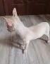 чихуахуа момиченце , снимка 5