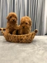 Пудел Той и Мини , снимка 3