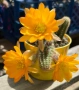 Кактус Chamaecereus Hybrid жълто оранжев цвят много красив цъфтеж, снимка 1