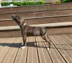Американски стафордширски териер, снимка 2