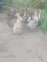 Продавам патици , снимка 2