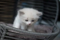 Чистокръвни котенца РАГДОЛ търсят своите любящи семейства!, снимка 5
