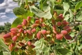 Шам фъстък – натурална енергия и изключителен вкус ОБЛАГОРОДЕНИ, снимка 1