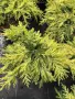 Juniperus ‘Gold Star’ (Хвойна ‘Gold Star’), снимка 1