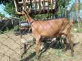 Продам коза Алпин, снимка 1