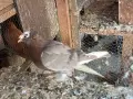 Гълъби демкежи топ качество , снимка 13