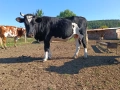 Продават се, снимка 7
