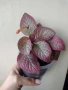 Еписция, episcia Strawberry patch, снимка 5