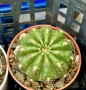 Кактус  Matucana Polzii, снимка 6
