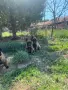 Продавам Белгийски овчарки, снимка 6