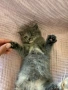 Британска късо космата, снимка 6