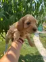 Кавапу & Cavapoo, снимка 3
