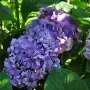 Hydrangea macrophylla ‘Yola’ (Хортензия ‘Йола’), снимка 1