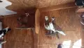  Гълъби на въртене  , снимка 1