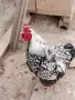 Сребърно кантиран виндот, снимка 3