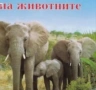 Чудният свят на животните, снимка 1