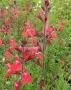 Салвия (Salvia greggii) 'Lipstick', снимка 2