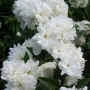 Филаделфус или още Булченски венец, Philadelphus Minnesota Snowflake, снимка 2