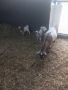 Продавам Мини Холандски кози , снимка 3